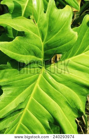 The Large Leaves Of The Lacy Tree Philodendron (philodendron Selloum) At A Resort In Can Gio South V
