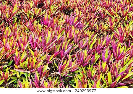 Tradescantia Spathacea, Boat Lily, Or Moses In The Cradle Growing In Can Gio South Vietnam.