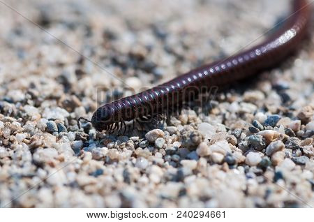 Close-up Of A Millipede. Shallow Depth Of Field