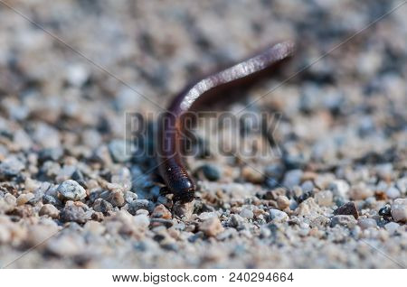 Close-up Of A Millipede. Shallow Depth Of Field