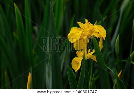 Close-up Of Yellow Iris Pseudacorus Macrophyte Aquatic Plant. Flower. Photography Of Nature.