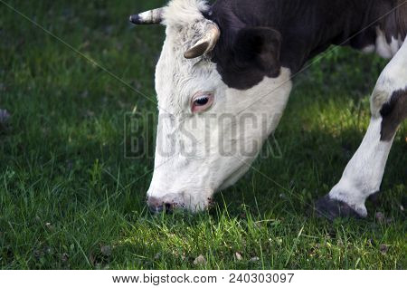 Cow Eats Grass. Close Up Of A Cow S Head That Eats Grass. Close Up Of Cow Grazing On Meadow
