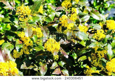 Background Of Leaves And Yellow Flowers Of Mahonia. Studio Photo