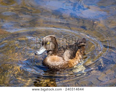 Duck Swimming In Blue Water (aythya Fuligula)