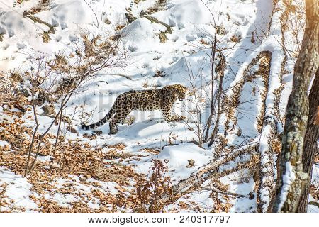 Seaside Leopard, Aggressive Animal Walks On Snowy Ground, Big Beautiful Striped Leopard. Winter