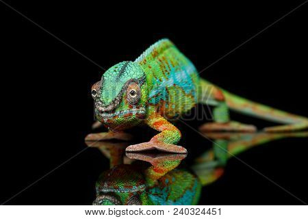Alive Chameleon Reptile Over Black Background. Studio Shot. Copy Space.