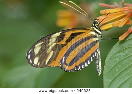 Hecales-papillon Heliconius