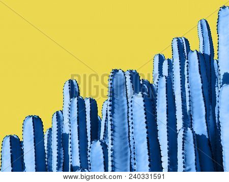 Close Up Of Blue Euphorbia Cactuses Isolated On Yellow Background. Room For Text.