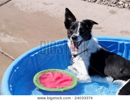 Filhote de cachorro em uma piscina
