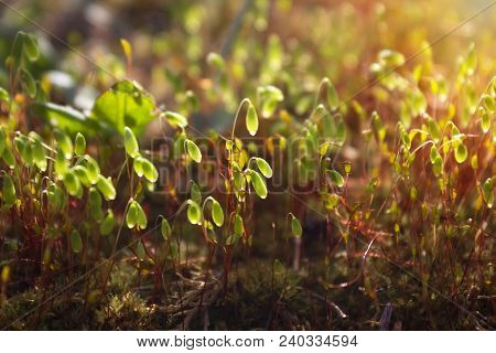 Fabulous Magic Glade In The Magic Fairy Tale Forest. A Photo Of Beautiful Witchcraft Young Spring Mo