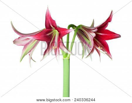 Amaryllis Hippeastrum Exotic Sybister Machala Close Up Isolated On The White Background