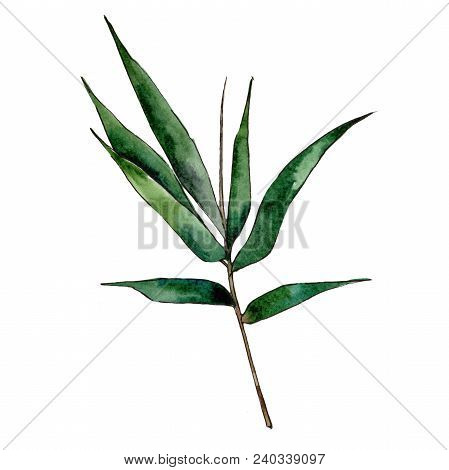 Bamboo Tree In A Watercolor Style Isolated. Aquarelle Wild Bamboo Tree For Background, Texture, Wrap