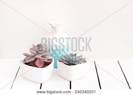 Close Up Of Violet (purple) Succulent Plant 