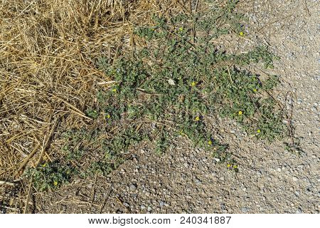 Leaves And Flowers Of Tribulus Terrestris. It Is Native To Warm Temperate And Tropical Regions Of Th
