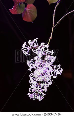 Lilac flowers under lights
. Photographed in Changchun , China