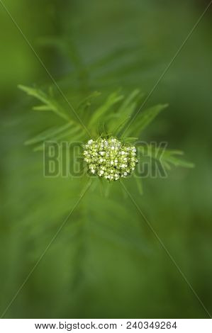 Medicinal Plants - Valerian Valeriana Tripteris . Valeriana Tripteris A Rare. Medicinal Plant. Valer