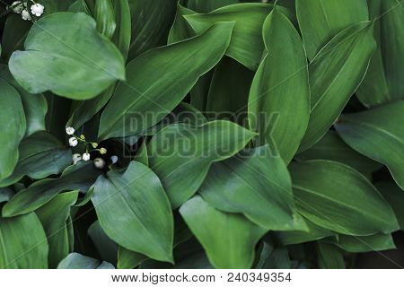 Natural Background With Lilies Of The Valley Top View Close-up Of Leaves And White Flowers Peeping O