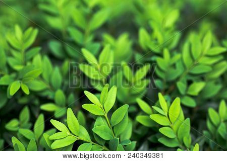 Natural Background Young Leaves Boxwood Close-up Selective Focus
