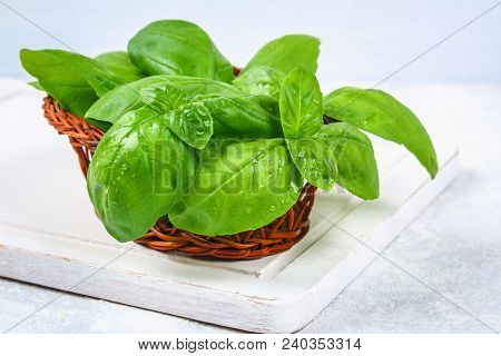 Green Home Basil, Spicy Herb In A Basket