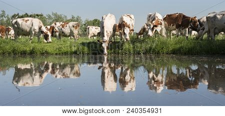 Red And White Cows Under Blue Sky In Green Grassy Meadow Reflected In Water Of Canal On Sunny Spring
