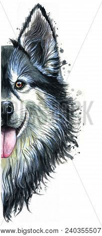 Watercolor Print Of A Dog Portrait Of A Hussy Or Husky Breed, A Mammal Animal On A White Background 