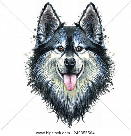 Watercolor Print Of A Dog Portrait Of A Hussy Or Husky Breed, A Mammal Animal On A White Background 