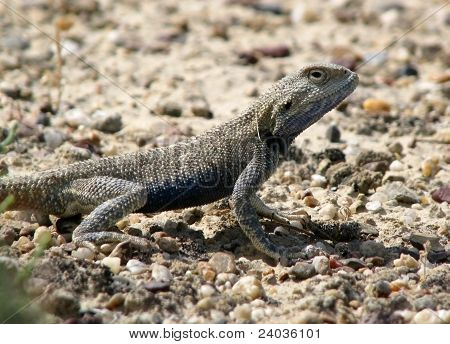 Lizard With Blue Scales In A Profile