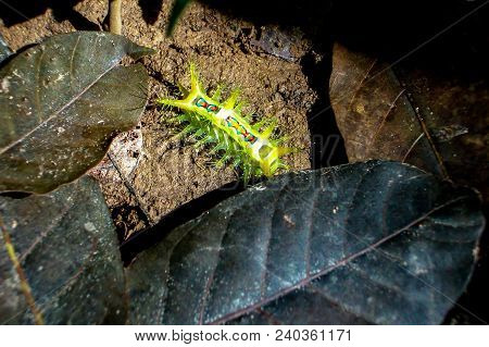 The Caterpillar Is Bright Yellow With Blue Green And Orange Colours On Floor.