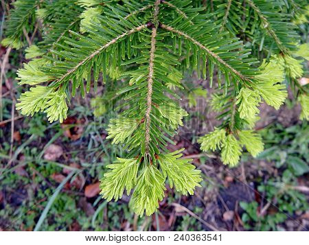 European Silver Fir, ( Abies Alba ), Green Needle,