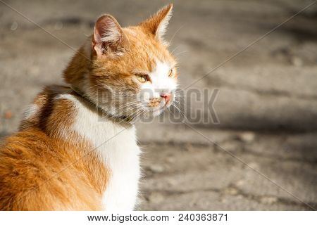 A Domestic Red-and-white Ukrainian Cat Walks On The Street.