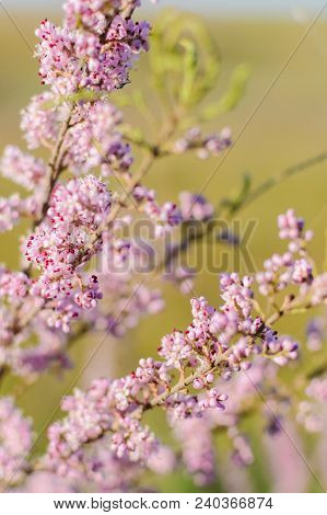 Tamarisk Blooms With Pink Flowers Close-up Selective Focus.