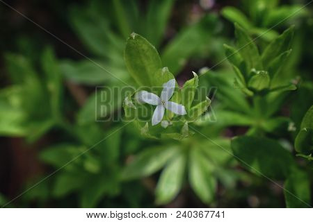 Single Sweet Woodruff White Flower On Bedstraw Galium Odoratum Family Rubiaceae Blooming In The Mead
