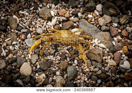 Yellow Terrestrial Crab (gecarcinidae) On The Lake Shore Of The Sea Of Galilee Also Known As The Lak