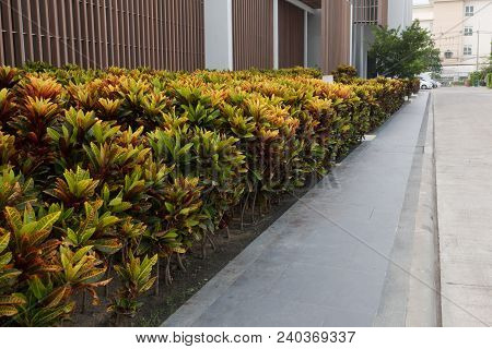 Beautiful Garden Croton Around Office Building. Croton Tree
