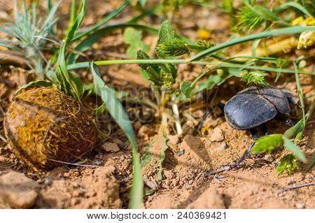 Single Scarabaeus Sacer Of Sacred Scarab On Ground.