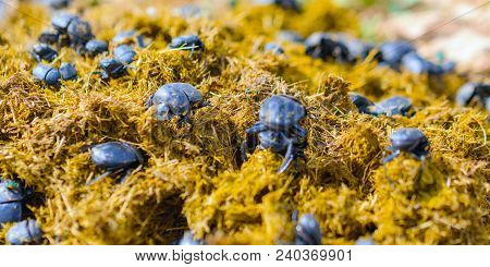 Group Of Scarabaeus Sacer Of Sacred Scarab In Dung.