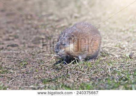 Closeup Fluffy Nutria Sits On A Glade, Furry Fur Nutria Shines In The Rays Of The Sun