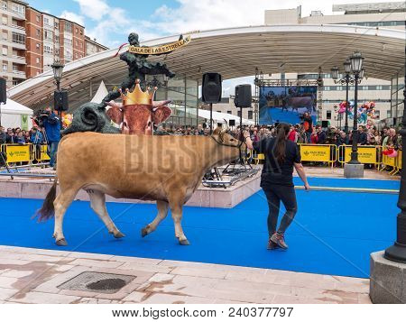 Oviedo, Spain - May 12, 2018: 
Young Woman Presents The Cow At The Breeding Exhibition At The Plaza 