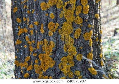 Moss On The Old Bark Of The Tree Trunk