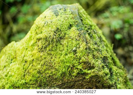 Close Up Moss Grass Covered On Moist Stone And Ground, See To Freshy. Grows Among The Moss In The Su