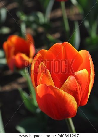 A  Open orange tulip
.Photographed in Changchun, China