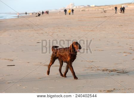 Red Setter Dog Having Fun On A Beach