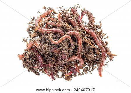 Macro Shot Of Red Worms Dendrobena In Manure, Earthworm Live Bait For Fishing Isolated On White Back