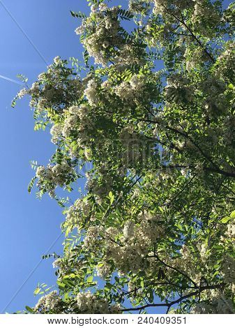 Robinia pseudoacacia plant