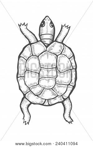 Sea Turtle Illustration, Drawing, Engraving, Ink, Line Art, Vector