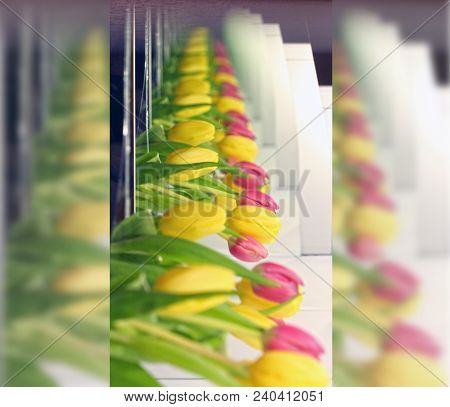 The Endless Row Of The Tulip Bouqets. Double Row Of Yellow And Red Flower Reflections In The Two Mir