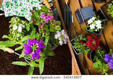 Fresh Flowers And Gardening Tools In The Soil