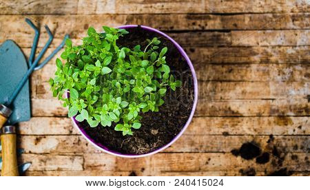 Potted Flower And Gardening Tools Top View