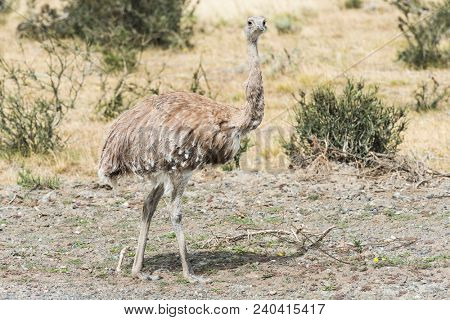 Greater rhea (Rhea americana) or nandu is a ostrich like flightless bird living in Southamerican pampas. Torres del Paine national park, Chile