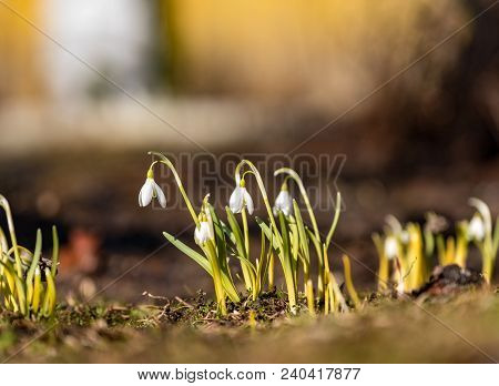 Wild White Snowdrops Close-up In Spring Macro 2018